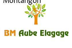 elagage-bm-elagueur