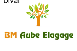 elagage-bm-elagueur