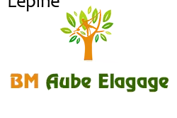 elagage-bm-elagueur